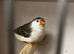 Zebra finch pair