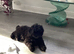 Kennel club puppy