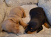 Miniature dachshund pups