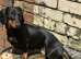 Dachshund
