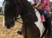 Registered Skewbald
