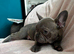 OFFERS!French bulldog boys and girl