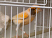 2025 harlequin canary male sing all day