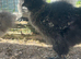 Beautiful Silkie Chickens
