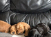 Beautiful Cockapoo puppies