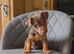 STUD DOG!!!!