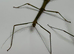 Pairs or group of Samar olive stick insects (Lonchodiodes samarensis "Samar Island")
