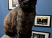 Two male half maincoon cats for rehoming