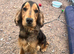 KC REGISTER ENGLISH COCKER SPANIEL