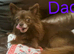 1 boy now available Long Coat Chihuahua puppies
