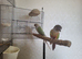 Bonded pair of conures
