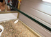 Proven breeding pair off rosellas