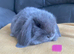 Mini lop litter also mini cashmere lops.