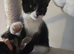 Brother & Sister Kittens