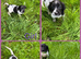 KC registered English Springer Spaniels