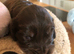 Cocker spaniel beautiful puppies
