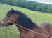 Filly 14th old
