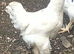 Brahma and cochin females