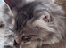 A wonderful Maine Coon male with a GCCF pedigree is waiting for a new, loving home.