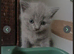 British shorthair kittens