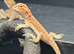 Baby hypo Bearded dragons.