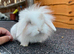 2 Female Mini-Lionhead Lops for Sale