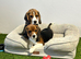 Tri-coloured female beagles