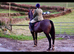 16.2 Bay mare