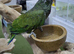 Maximilian Pionus babies available.11