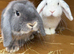 Breeding trio mini lop rabbits