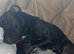Beautiful Staffordshire bull terrier Athena