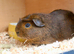 Very handsome guinea pig