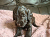Beautiful cockapoo babies