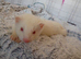 Nipped albino female ferret for sale