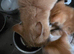 Last ginger & white male kitten