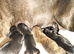 Pups for sale