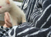 5 albino hob kits left 10 weeks old