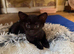 6x Adorable Kittens available &zwj;