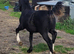 Sec c yearling colt