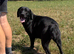 Adult - KC Registered Labrador Retriever Bitch