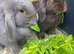 X2 female mini lops 6months old
