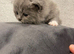 British Shortfur kittens 2 female & 4 male