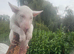 Champion blood line pups forsale