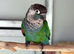 Pearly Conure Manchester