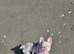 Isabella lilac merle Frenchie
