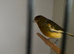 Herz roller green canary cock