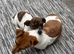 Jack russel puppies