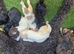 Beautiful f2b cockapoo's