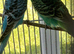Two young cocks