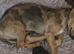 Dachshund